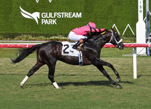 Gran Oriente, horses, Haras Paso Nevado, Mr. Steele Stakes, sábado, 16 de mayo de 2026, Gulsftream Park. Foto: Coglianese Photo & Ryan Thompson
