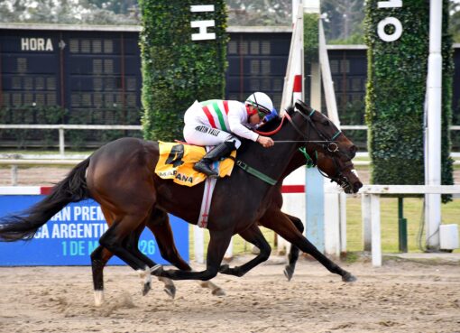 Herd Immunity, horse, Haras El Paraíso, Gran Premio de Criadores, sábado, 1 de mayo de 2026, Hipódromo de Palermo. Foto: Prensa Palermo