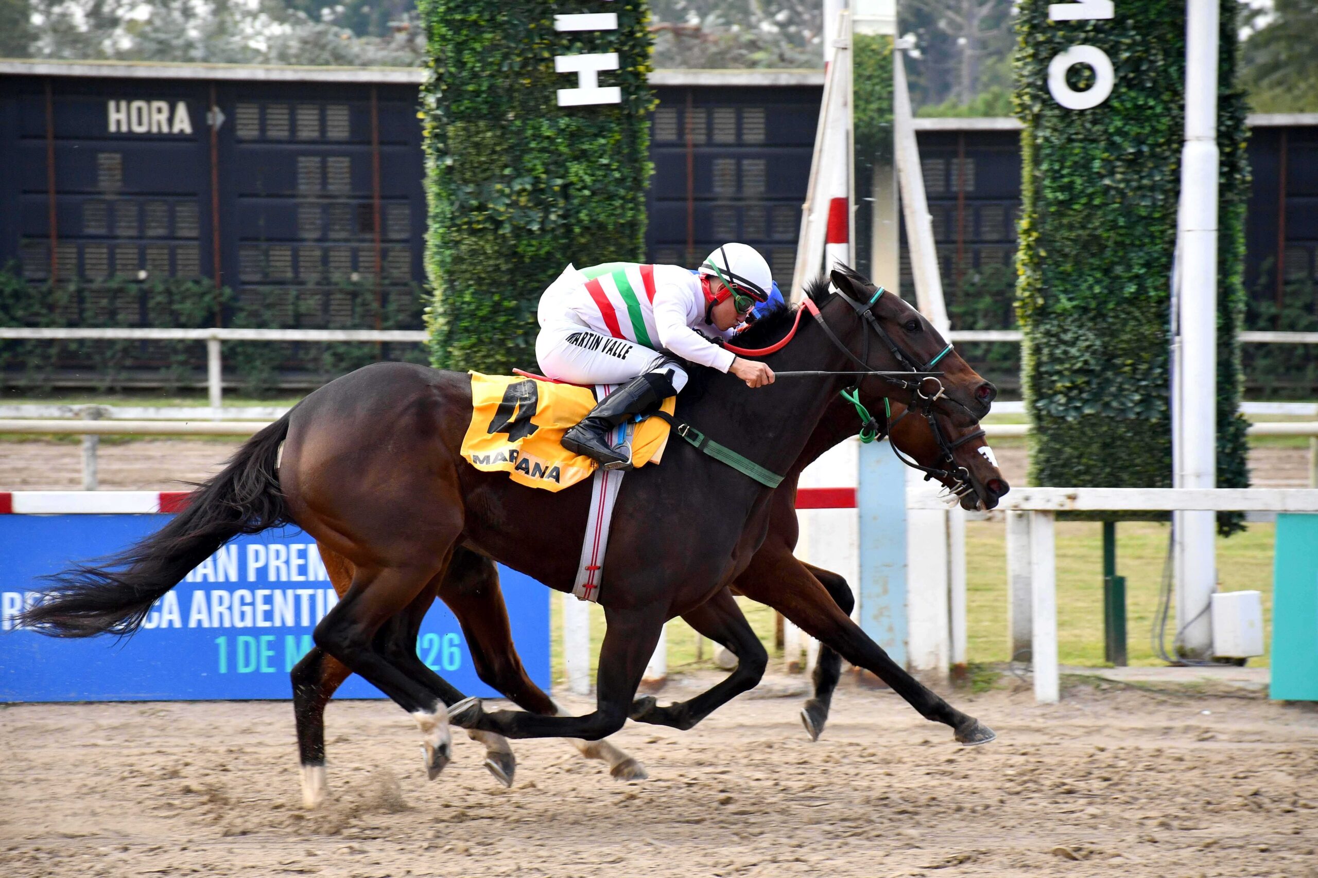 Herd Immunity, horse, Haras El Paraíso, Gran Premio de Criadores, sábado, 1 de mayo de 2026, Hipódromo de Palermo. Foto: Prensa Palermo