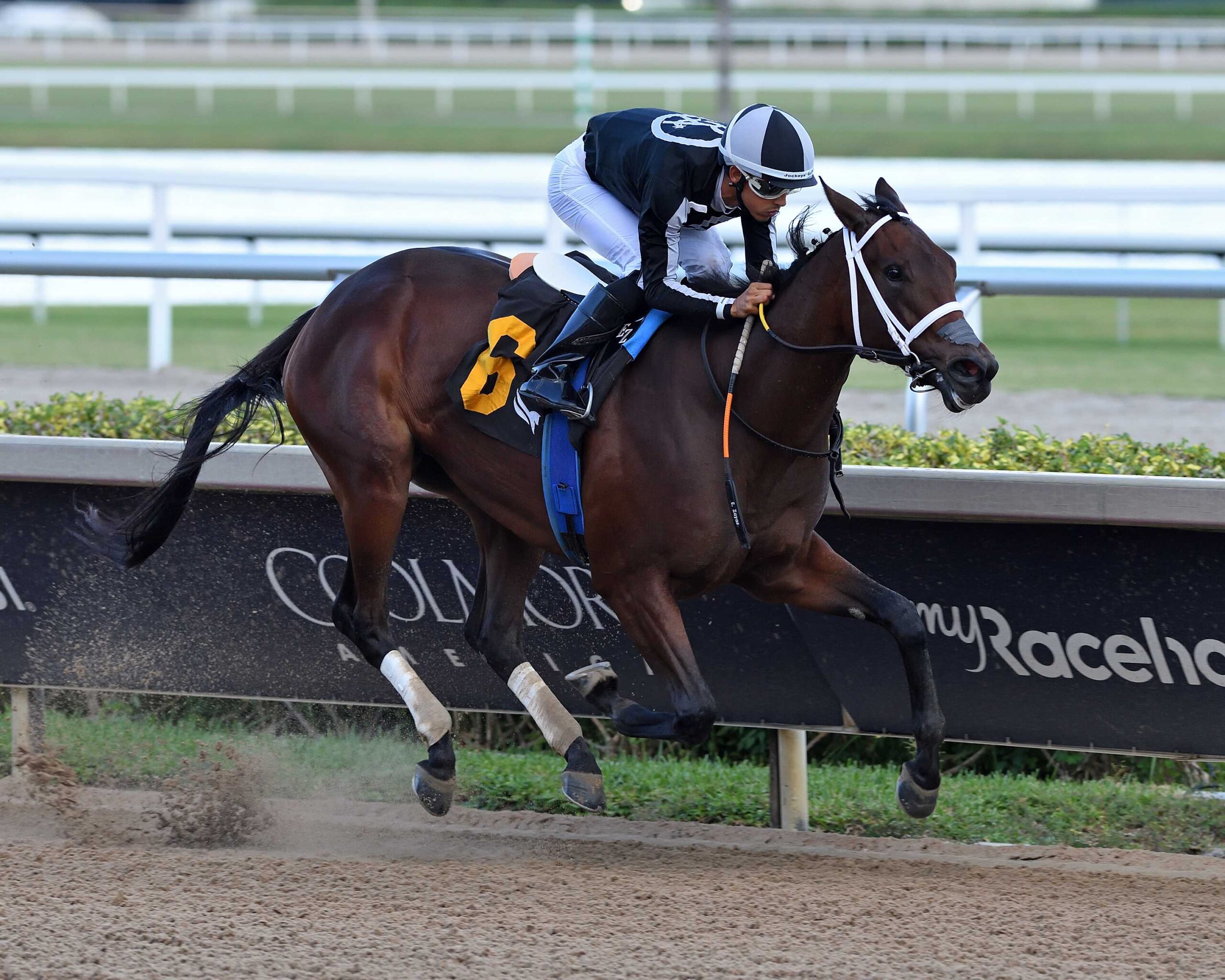 My Miss Mo, horse, Uncle Mo, Maiden Special Weight, sábado, 9 de noviembre de 2025, Gulfstream Park. Foto: Coglianese Photo & Ryan Thompson