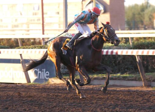 Shark, horses, Haras Don Alberto, Clásico Gran Premio Hipódromo Chile, sábado, 2 de mayo de 2026, Hipódromo Chile. Foto: Jaime Cortés