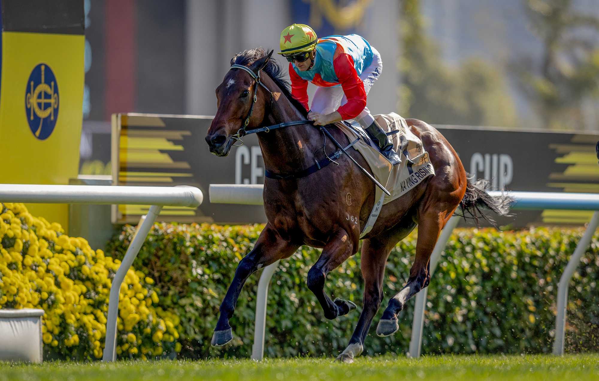 Ka Ying Rising (NZ), horse, Shamexpress, Centenary Sprint Cup, 25 de enero de 2026, Sha Tin-Hong Kong. Foto: HKJC & IFHA
