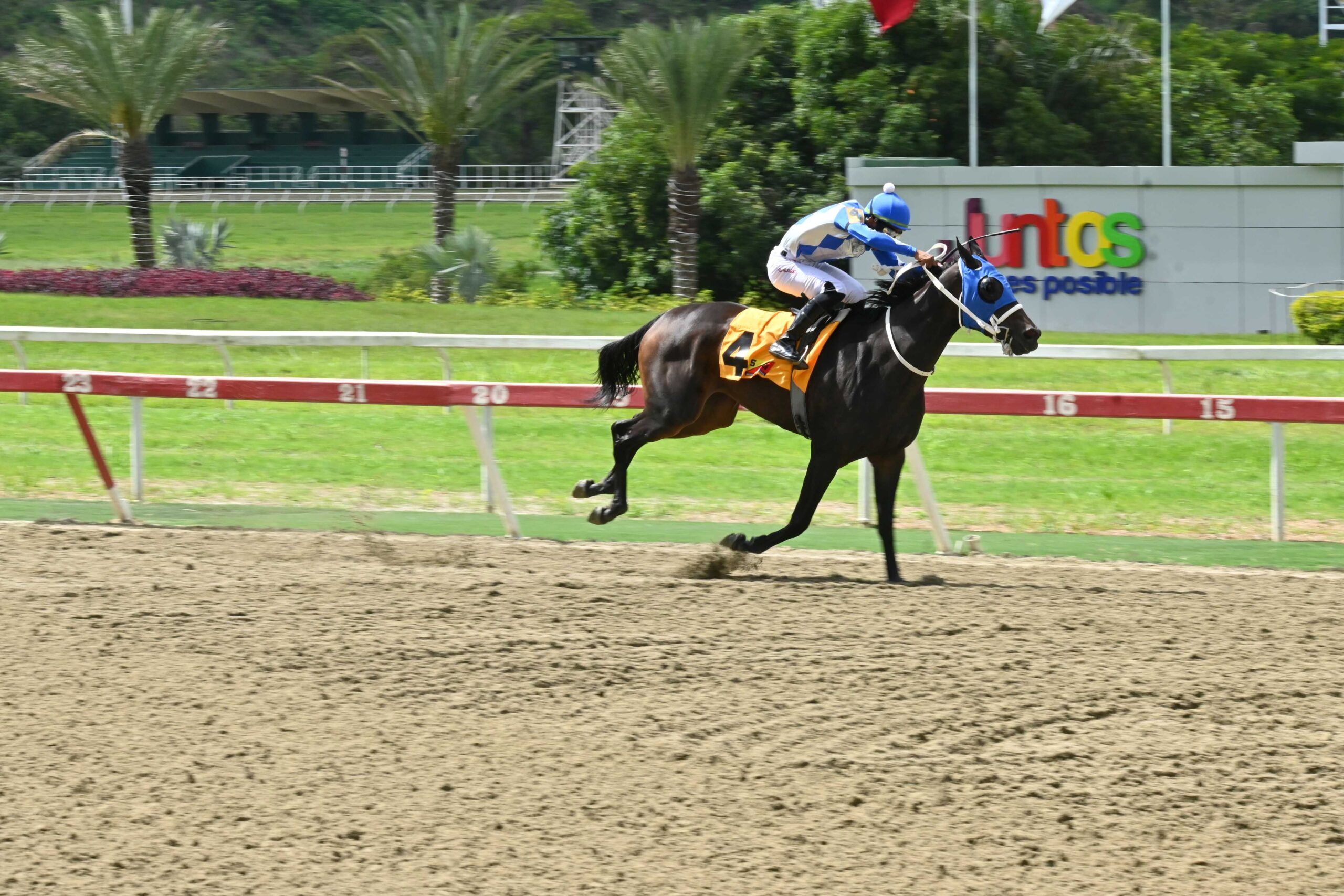 Marakovits, horse, Haras La Primavera, Clásico Bambera, domingo, 21 de junio de 2026, La Rinconada. Foto: José Antonio Aray