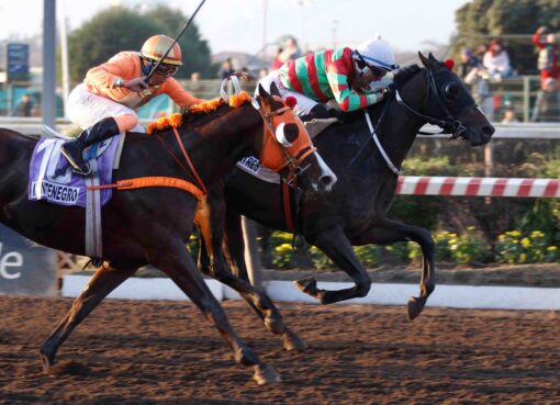 Peatres, horse, International Star, Clásico Tanteo de Potrillos, sábado, 27 de junio de 2026, Hipódromo Chile. Foto: Jaime Cortés