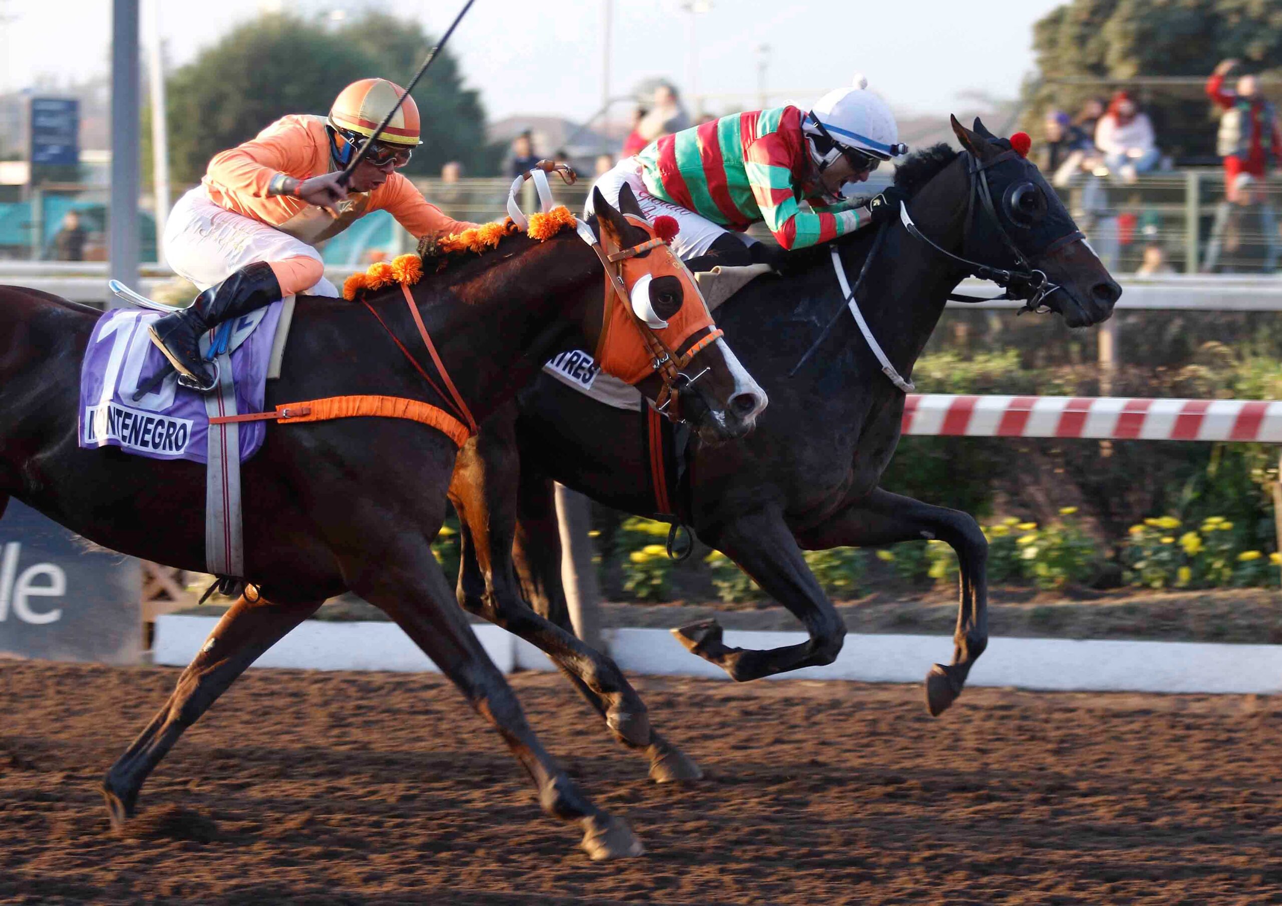 Peatres, horse, International Star, Clásico Tanteo de Potrillos, sábado, 27 de junio de 2026, Hipódromo Chile. Foto: Jaime Cortés