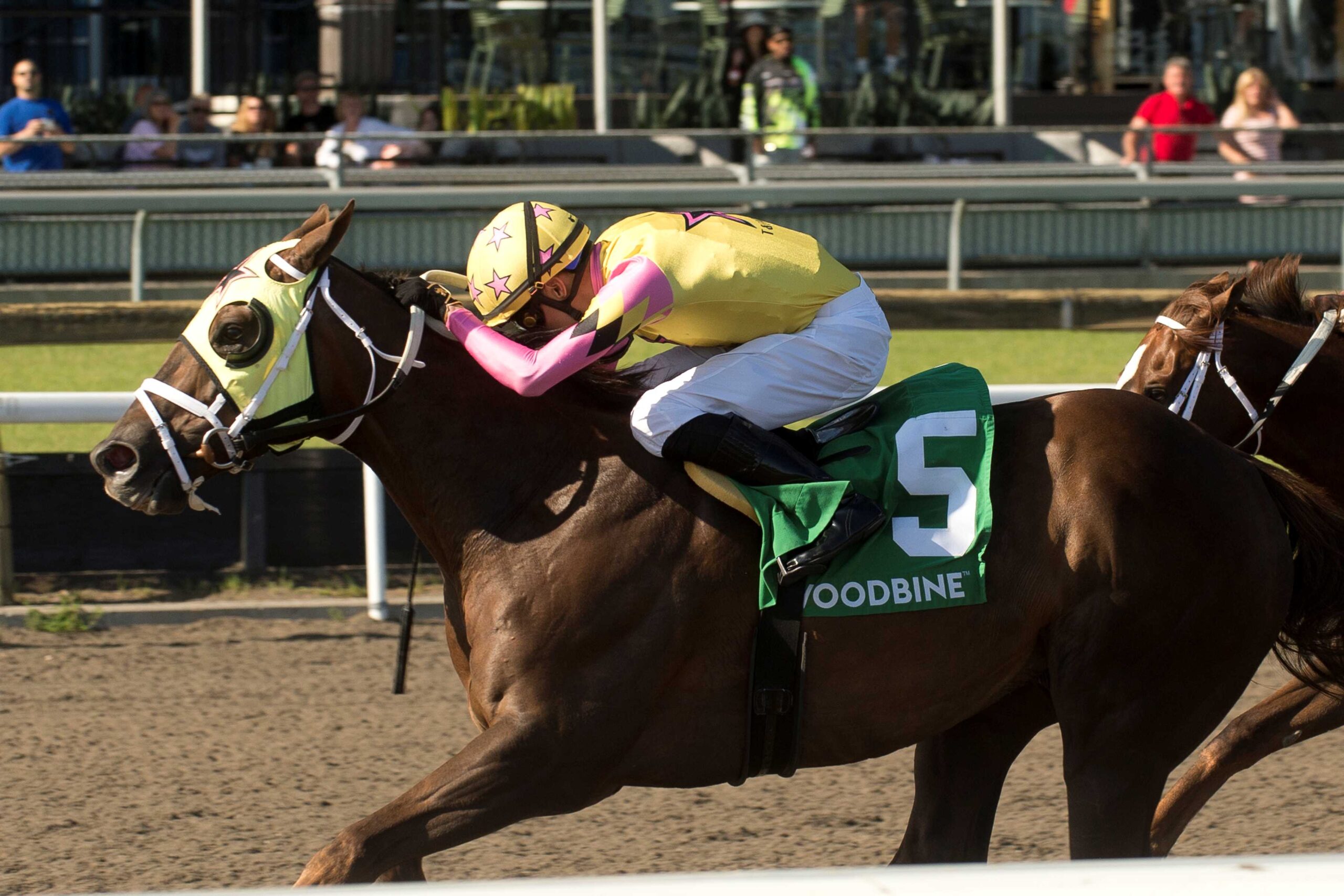 Possiblemente, horse, Tale Of Ekati, Jacques Cartier Stakes, sábado, 30 de mayo de 2026, Woodbine. Michael Burns Photography & Woodbine