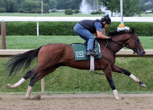 Baby Vino, Horses, Vino Rosso, Previa Travers Stakes, lunes, 24 de agosto de 2026, Saratoga. Foto: Coglianese Photo & Susie Raisher