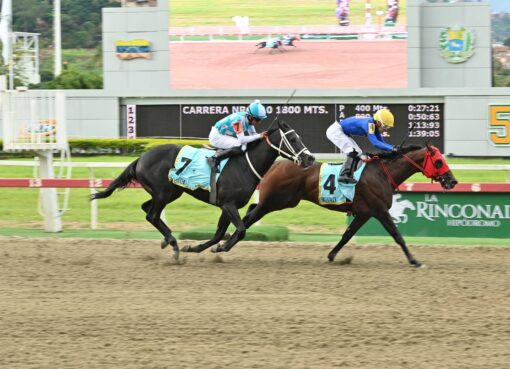 Big Valdi, horse, Haras La Orlyana, Clásico Cría Nacional, domingo, 26 de julio de 2026, La Rinconada. Foto: José Antonio Aray