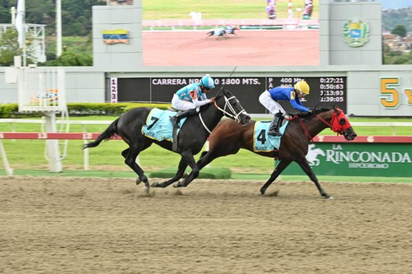 Big Valdi, horse, Haras La Orlyana, Clásico Cría Nacional, domingo, 26 de julio de 2026, La Rinconada. Foto: José Antonio Aray
