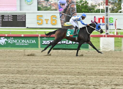 Marakovits, horse, Haras La Primavera, Clásico Armada Militar, domingo, 26 de julio de 2026, La Rinconada. Foto: José Antonio Aray