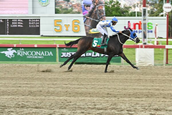 Marakovits, horse, Haras La Primavera, Clásico Armada Militar, domingo, 26 de julio de 2026, La Rinconada. Foto: José Antonio Aray