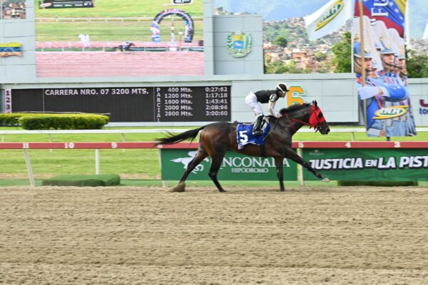 Tuscan Gold, horse, Stonestreet Thoroughbred Holdings, Clásico FAN, domingo, 19 de julio de 2026, La Rinconada. Foto: José Antonio Aray
