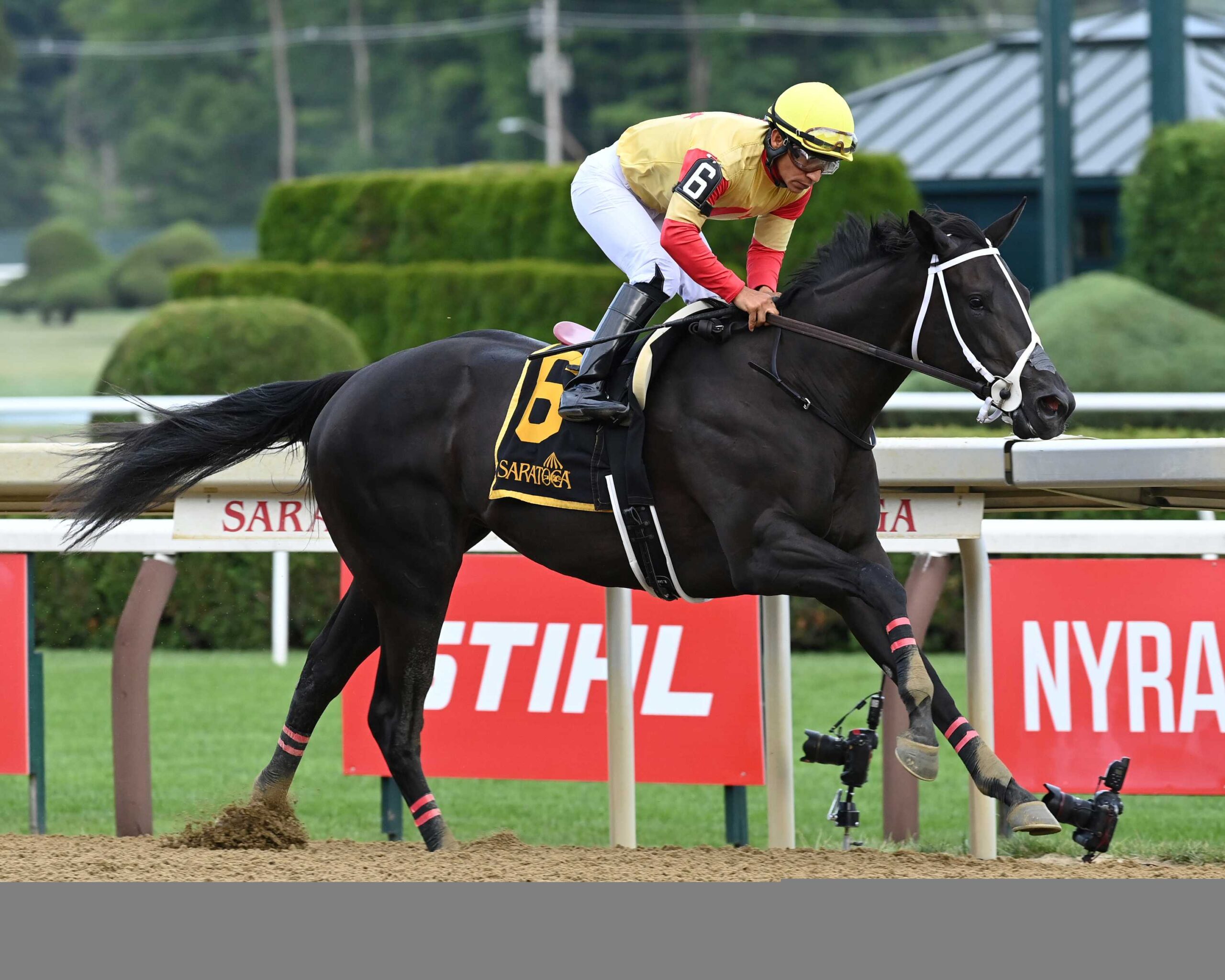 Harper´s Corner, horse, Speaker´s Corner, Schuylerville Stakes, viernes, 3 de julio de 2026, Saratoga. Foto: Coglaniese Photo