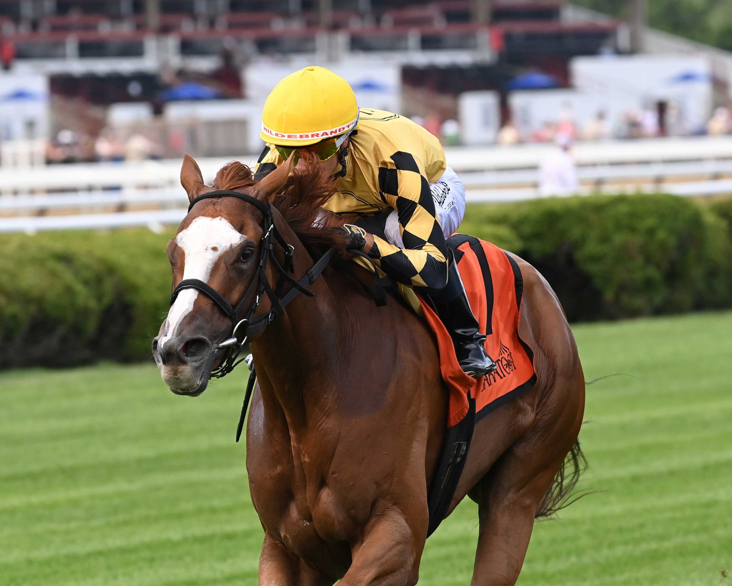 To A Flame, horses, Justify, Wild Applause Stakes, viernes, 3 de septiembre de 2026, Saratoga. Foto: Coglaniese Photo & Chelsea Durand