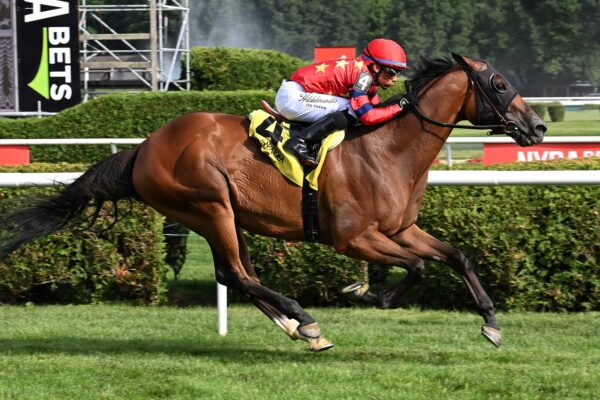 Twenty Six Black, horse, War Dancer, Harvey Pack Stakes, domingo, 5 de julio de 2026, Saratoga. Foto: Coglaniese Photo