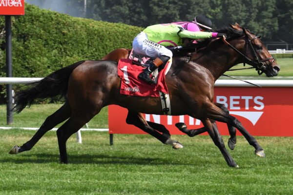 Mi Bago, horse, Vekoma, Kelso Stakes, sábado, 6 de julio de 2026, Saratoga. Foto: Coglianese Photo