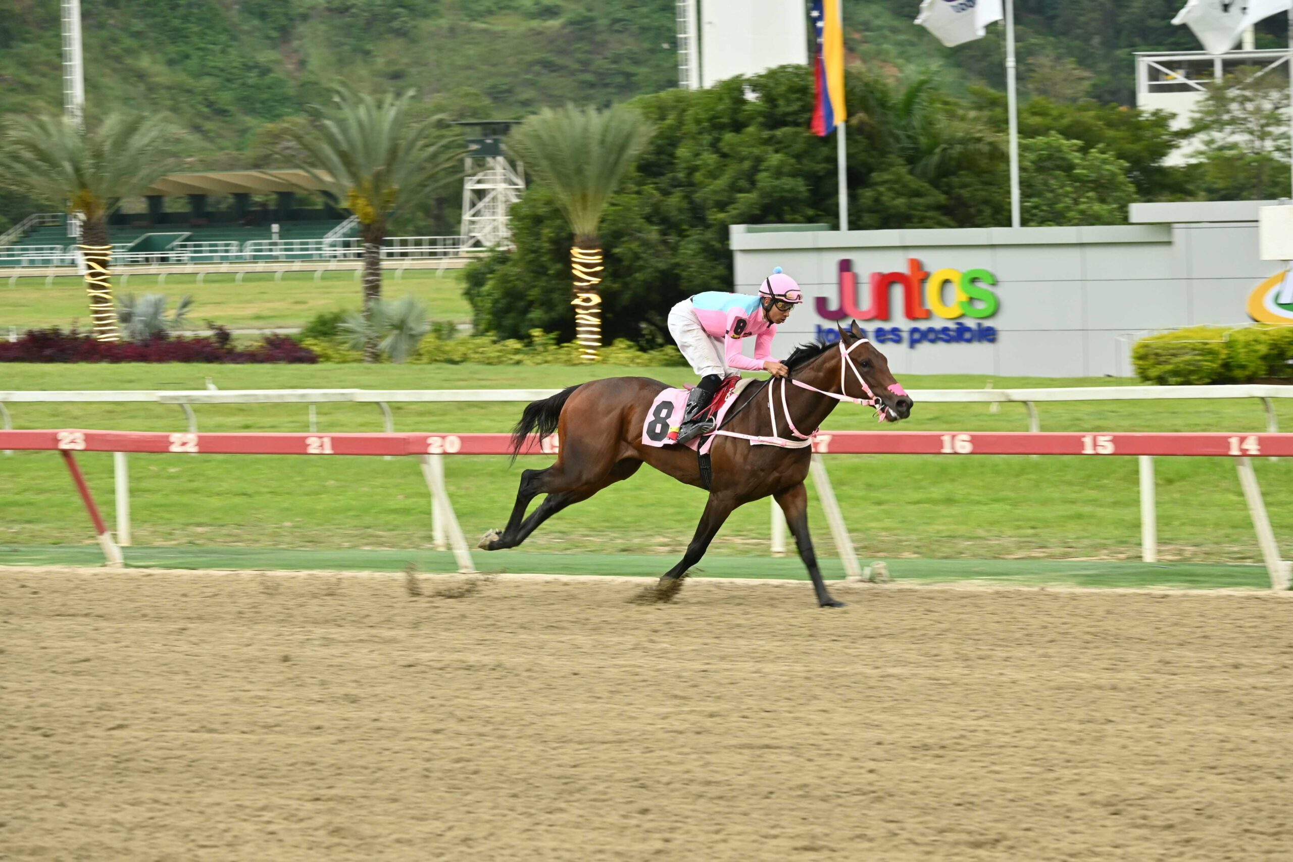 Gran Manuel, horse, World Of Trouble, Clásico Gradisco, domingo, 23 de agosto de 2026, La Rinconada. Foto: José Antonio Aray