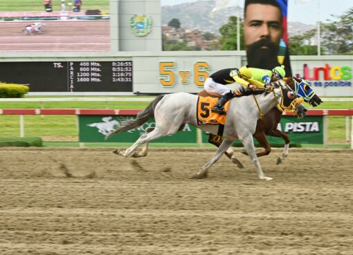 Madame Karina, horse, Haras Bello Monte, Clásico Joaquín Crespo, domingo, 9 de agosto de 2026, La Rinconada. Foto: José Antonio Aray