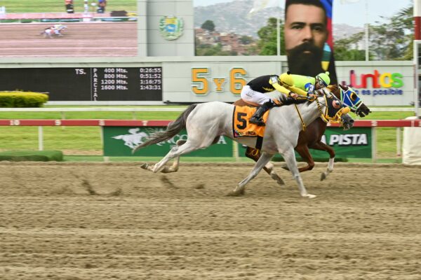 Madame Karina, horse, Haras Bello Monte, Clásico Joaquín Crespo, domingo, 9 de agosto de 2026, La Rinconada. Foto: José Antonio Aray