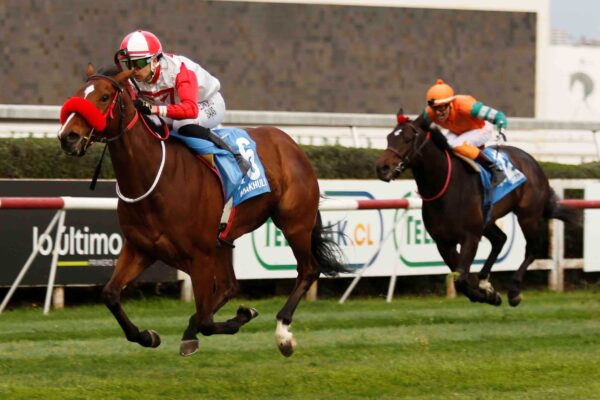 Makhulu, horse, Tiz The Law, Clásico Polla de Potrillos, sábado, 30 de agosto de 2026, Club Hípico de Santiago. Foto: Jaime Cortés