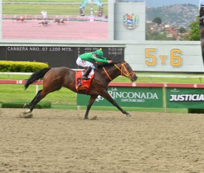 Perfect La Combee, horse, Bee Jersey, Clásico Sprinters, domingo, 30 de agosto de 2026, La Rinconada. Foto: José Antonio Aray