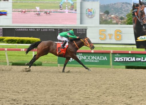 Perfect La Combee, horse, Bee Jersey, Clásico Sprinters, domingo, 30 de agosto de 2026, La Rinconada. Foto: José Antonio Aray