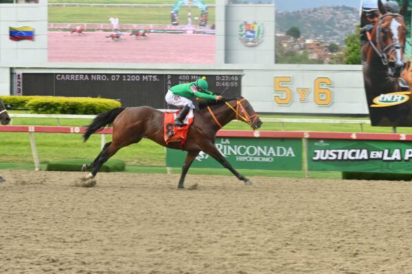 Perfect La Combee, horse, Bee Jersey, Clásico Sprinters, domingo, 30 de agosto de 2026, La Rinconada. Foto: José Antonio Aray