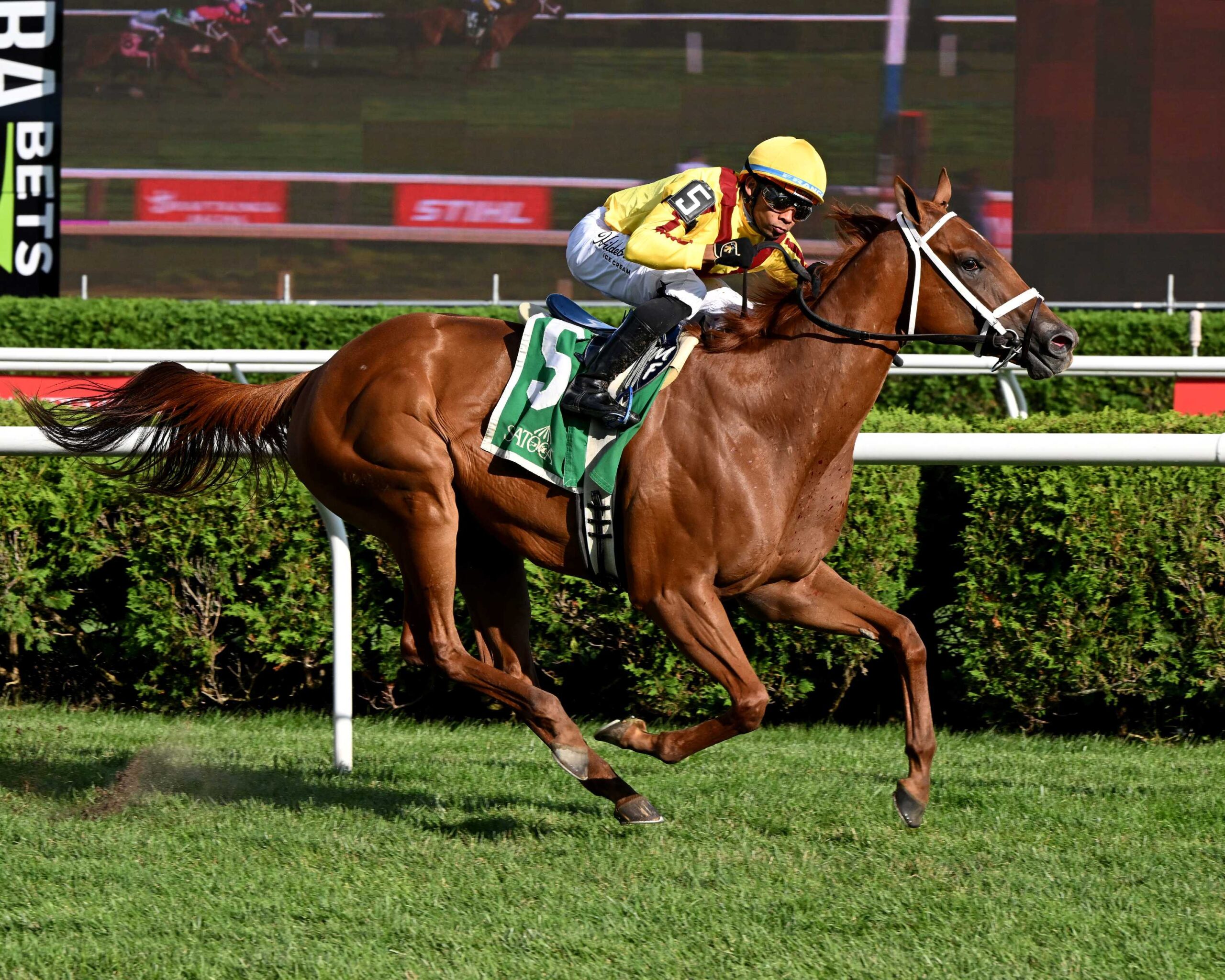Cadenza, horse, Stonestreet Stables, Galway Stakes, sábado, 15 de agosto de 2026, Saratoga. Foto: Coglaniese Photo