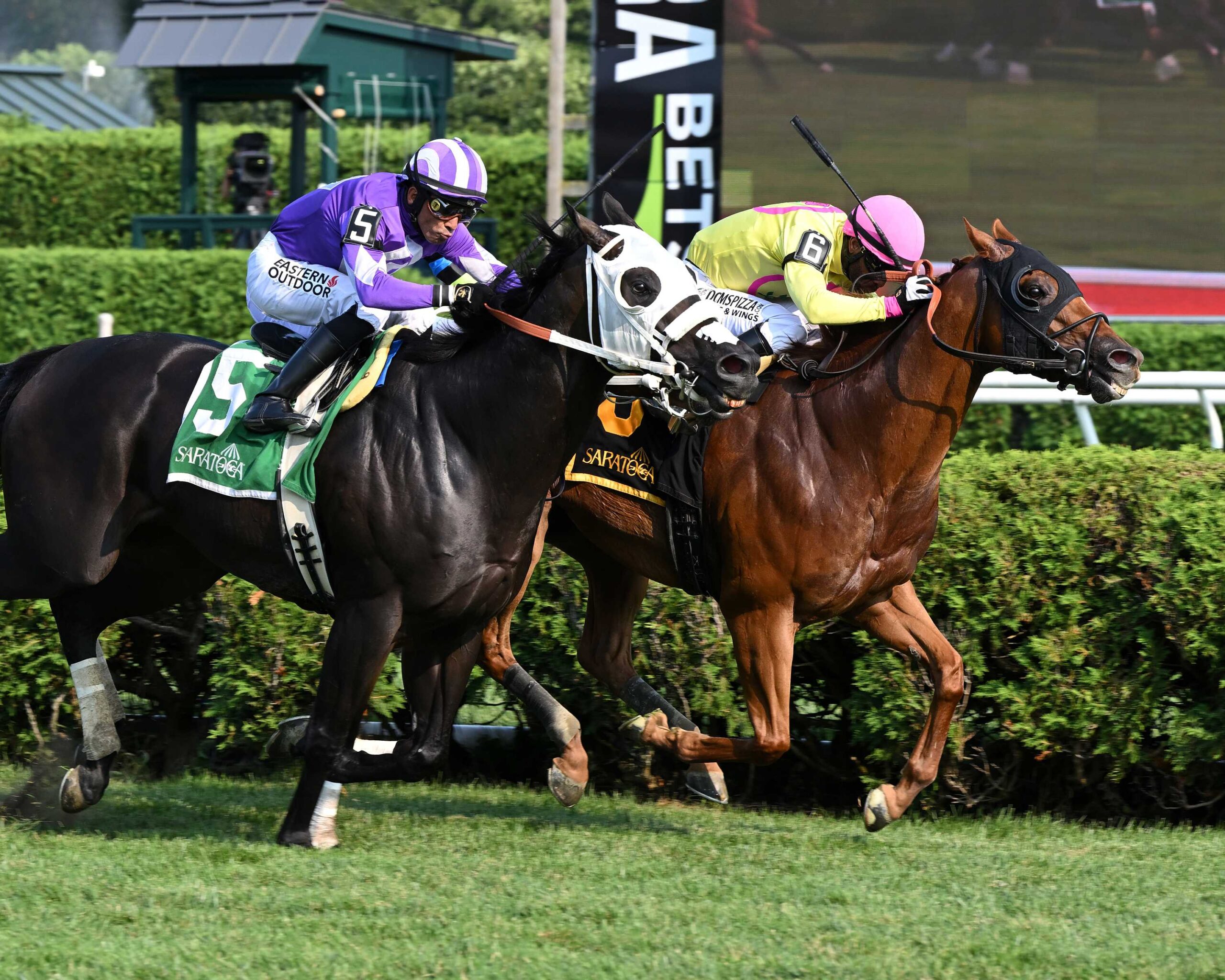 John The Beer Man, horse, Phipps Stable, Troy Stakes, domingo, 6 de agosto de 2026, Saratoga. Foto: Coglaniese Photo