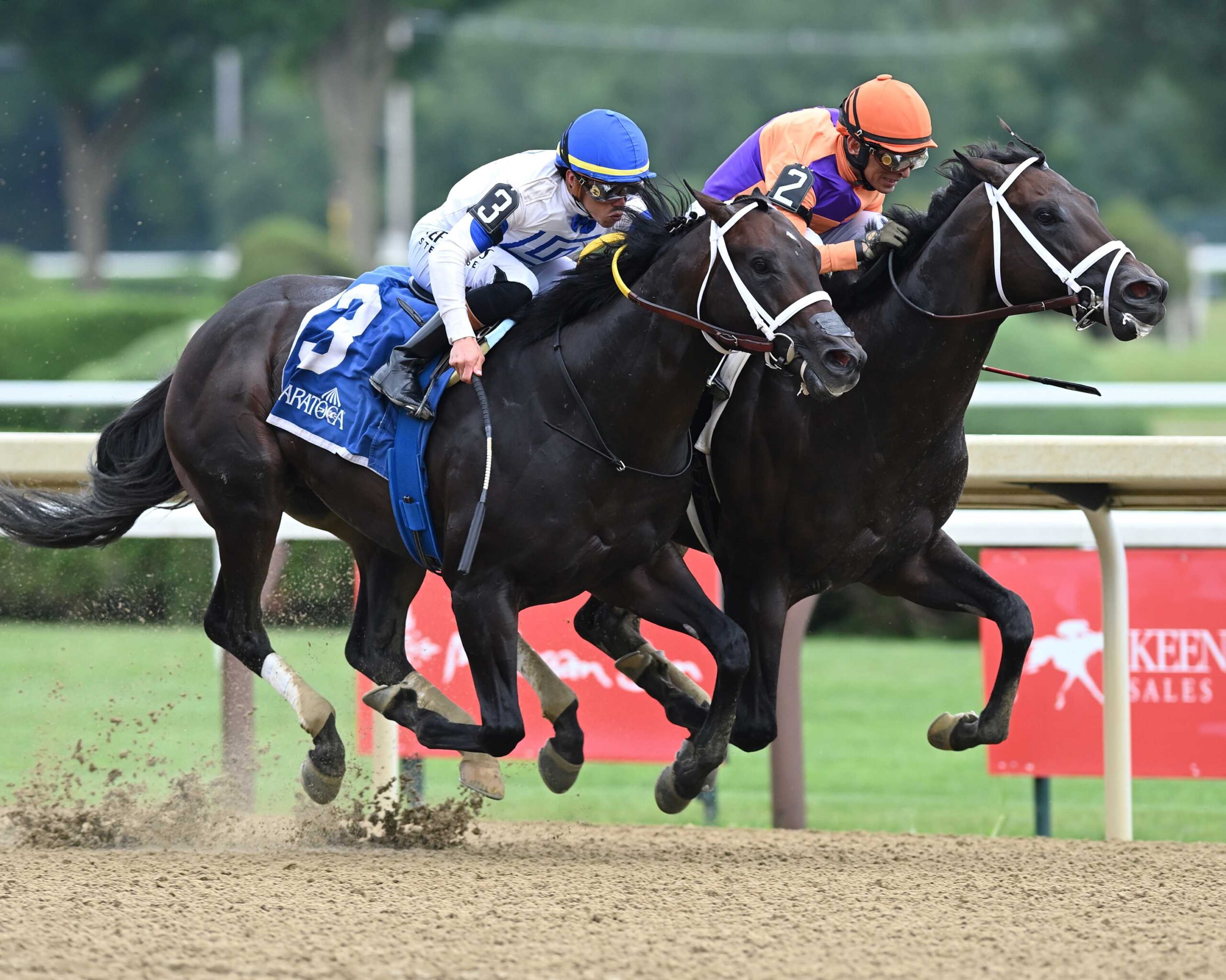 Local Knowledge, horse, Yaupon, Amsterdam Stakes, viernes, 31 de julio de 2026, Saratoga. Foto: Coglaniese Photo