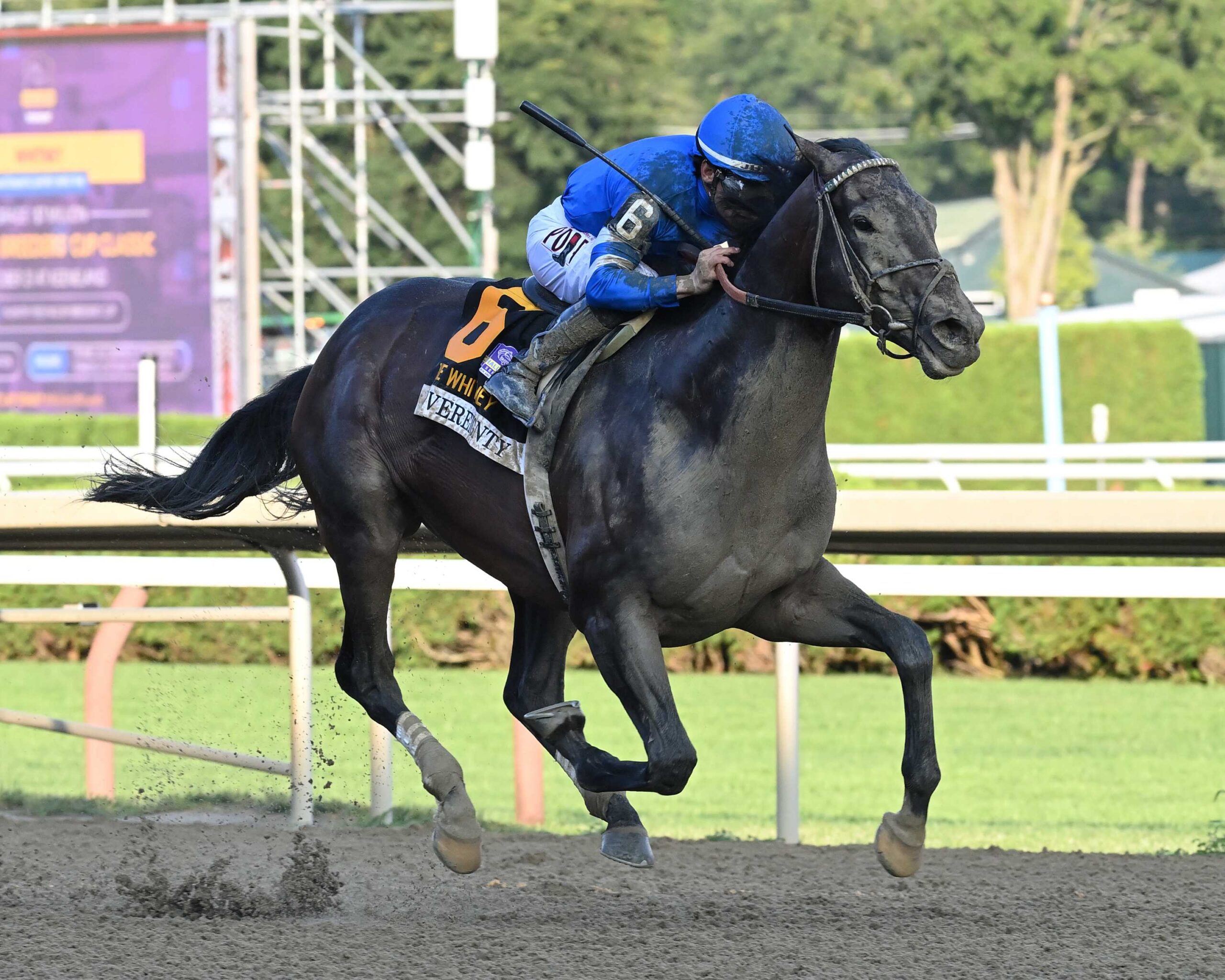 Sovereignty, horse, Into Mischief, Whitney Stakes, sábado, 8 de agosto de 2026, Saratoga. Foto: Coglaniese Photo
