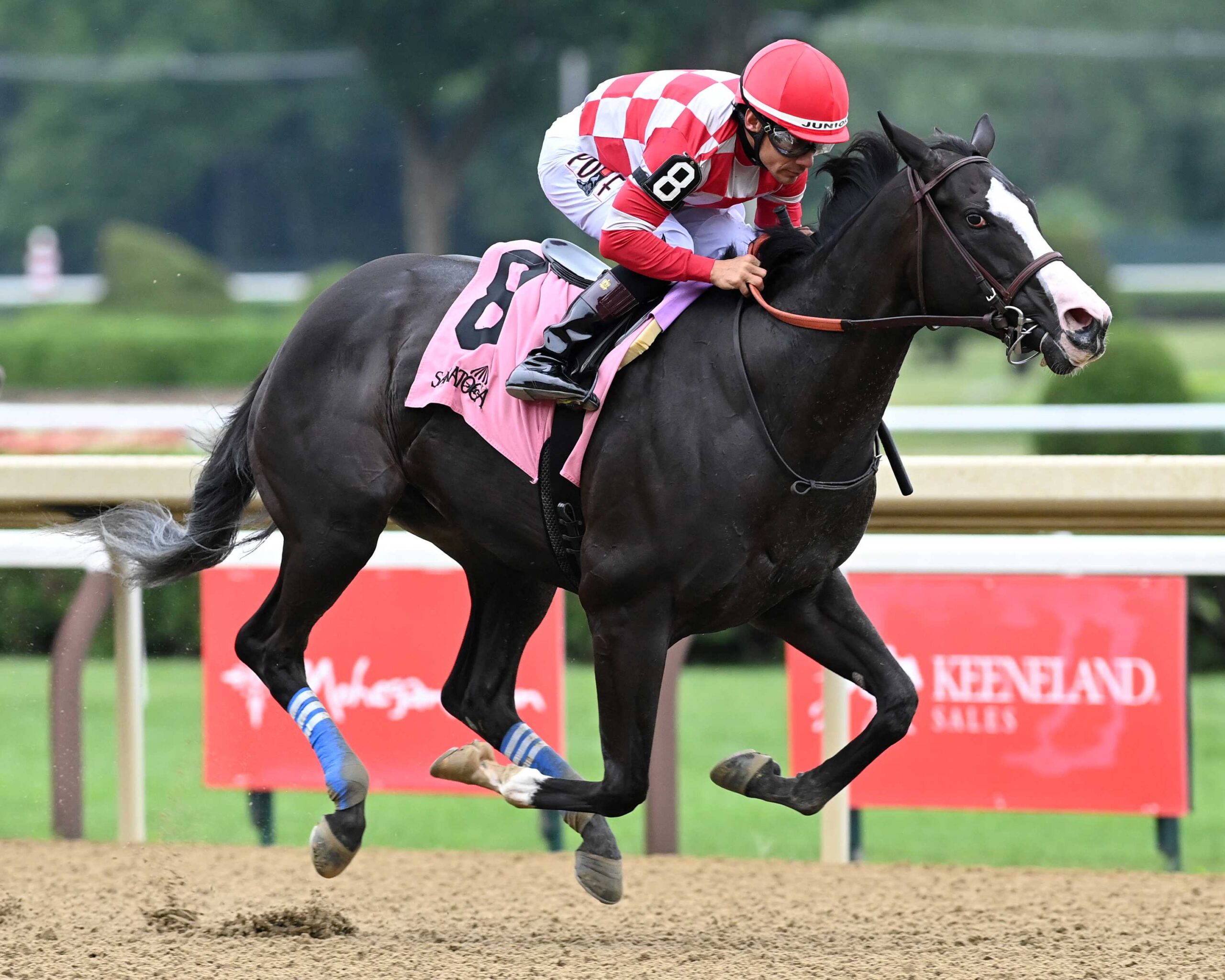 Stress Relief, horse, Not This Time, Adirondack Stakes, domingo, 2 de agosto de 2026, Saratoga. Foto: Coglaniese Photo