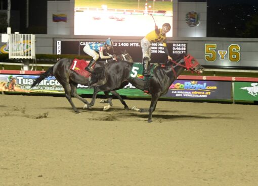Black Stone, horse, Haras Los Caracaros, Clásico Millard Ziadie, domingo, 13 de septiembre de 2026, La Rinconada. Foto: José Antonio Aray