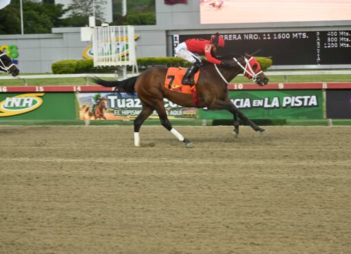 Ekati King, horse, Copa Belleza Venezolana, domingo, 13 de septiembre de 2026, La Rinconada. Foto: José Antonio Aray