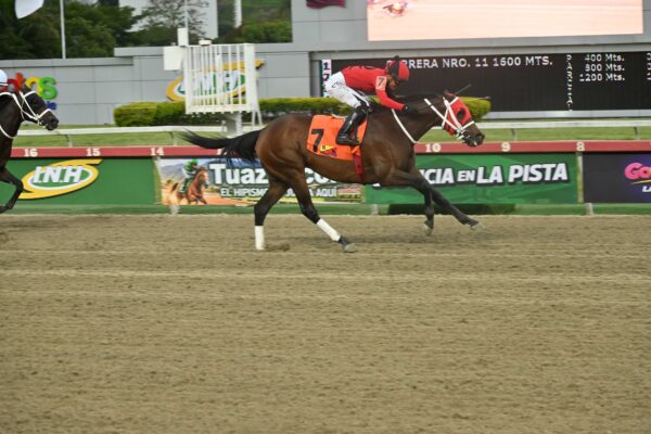 Ekati King, horse, Copa Belleza Venezolana, domingo, 13 de septiembre de 2026, La Rinconada. Foto: José Antonio Aray
