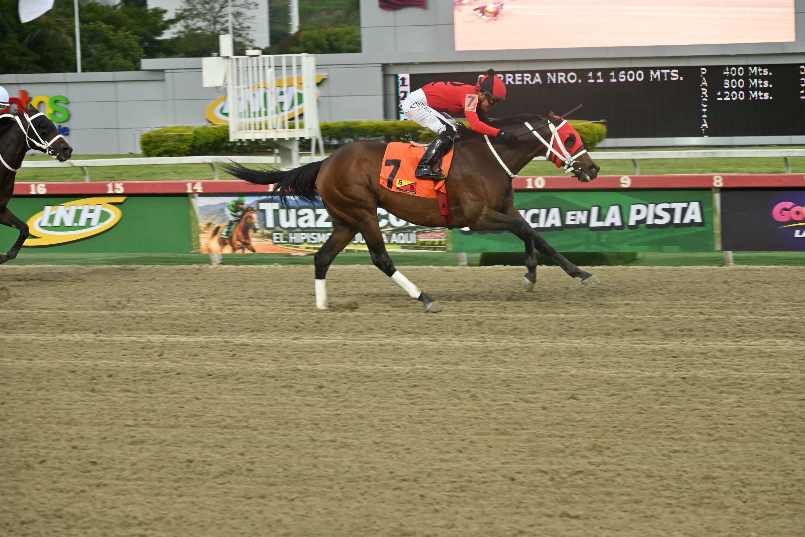 Ekati King, horse, Copa Belleza Venezolana, domingo, 13 de septiembre de 2026, La Rinconada. Foto: José Antonio Aray