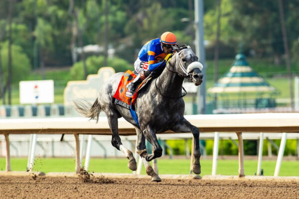 Forged Steel, horse, Vekoma, Goodwood Stakes, sábado, 26 de septiembre de 2026, Santa Anita Park. Foto: Benoit Photo