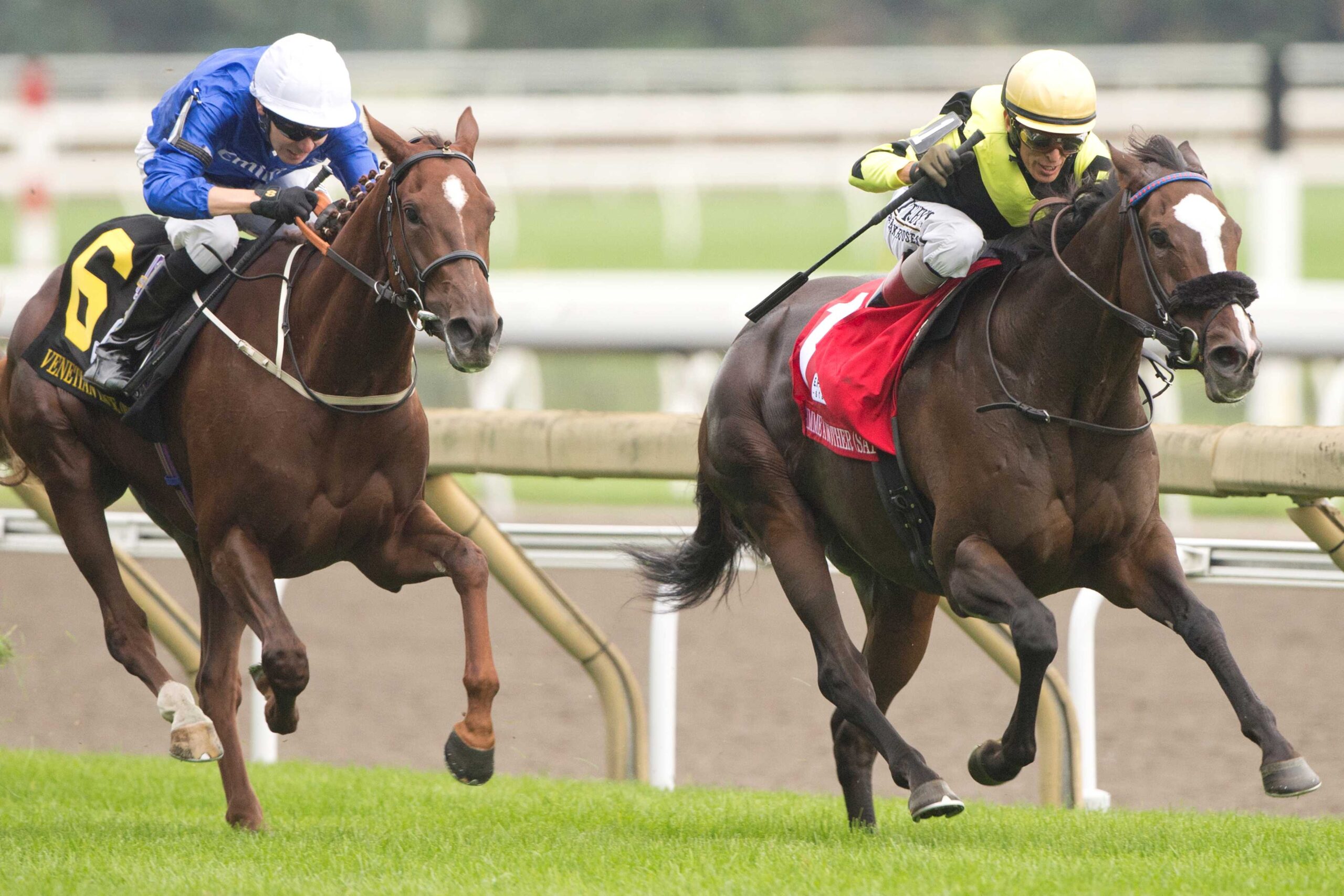 Gimme A Nother, horses, Wilgerbosdrift & Mauritzfontein, E. P. Taylor Stakes, sábado, 12 de septiembre de 2026, Woodbine. Michael Burns Photography & Woodbine