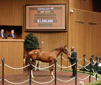 Potro, 1275, Not This Time en Ana’s Gun por Gun Runner, sesión 5, Keeneland Sales, sábado, 19 de septiembre de 2026, Keeneland. Foto: Keeneland
