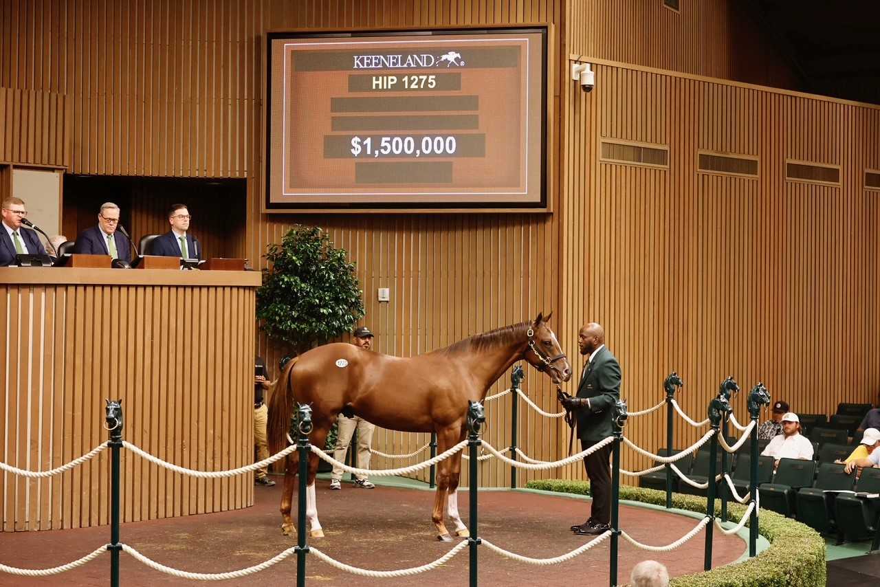 Potro, 1275, Not This Time en Ana’s Gun por Gun Runner, sesión 5, Keeneland Sales, sábado, 19 de septiembre de 2026, Keeneland. Foto: Keeneland