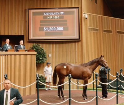 Potro, 1686, Nyquist en Alexandria por Constitution, sesión 6, Keeneland Sales, domingo, 20 de septiembre de 2026, Keeneland. Foto: Keeneland