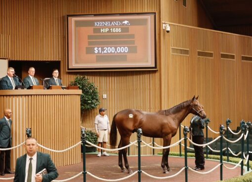 Potro, 1686, Nyquist en Alexandria por Constitution, sesión 6, Keeneland Sales, domingo, 20 de septiembre de 2026, Keeneland. Foto: Keeneland