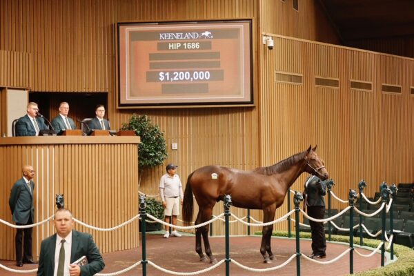 Potro, 1686, Nyquist en Alexandria por Constitution, sesión 6, Keeneland Sales, domingo, 20 de septiembre de 2026, Keeneland. Foto: Keeneland