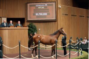 Potro, 242, Into Mischief en Grazie Mlle por Bernardini, sesión 2, Keeneland Sales, martes, 15 de septiembre de 2026, Keeneland. Foto: Keeneland