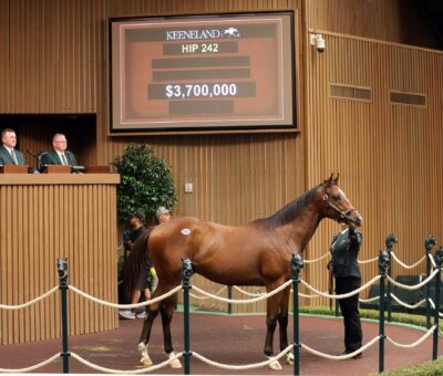 Potro, 242, Into Mischief en Grazie Mlle por Bernardini, sesión 2, Keeneland Sales, martes, 15 de septiembre de 2026, Keeneland. Foto: Keeneland