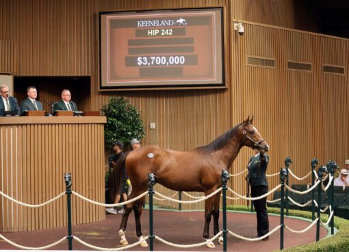 Potro, 242, Into Mischief en Grazie Mlle por Bernardini, sesión 2, Keeneland Sales, martes, 15 de septiembre de 2026, Keeneland. Foto: Keeneland