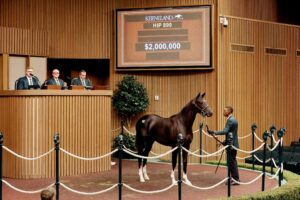 Potro, 899, Not This Time en Believe You Can por Proud Citizen, sesión 4, Keeneland Sales, jueves, 17 de septiembre de 2026, Keeneland. Foto: Keeneland