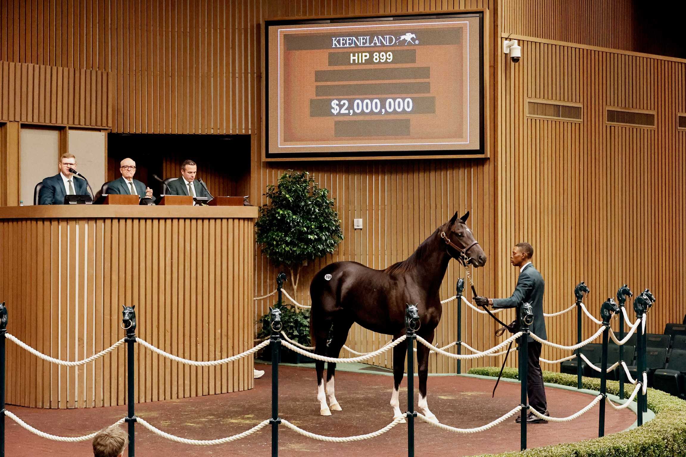 Potro, 899, Not This Time en Believe You Can por Proud Citizen, sesión 4, Keeneland Sales, jueves, 17 de septiembre de 2026, Keeneland. Foto: Keeneland