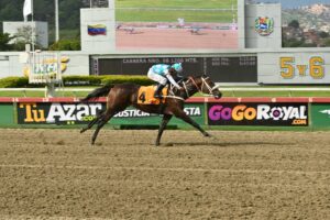Klimanjaro, horse, Roger Rocket, Clásico Victoreado, domingo, 20 de septiembre de 2026, La Rinconada. Foto: José Antonio Aray