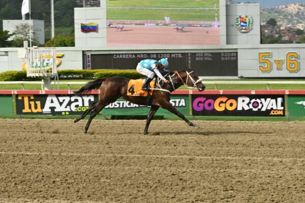 Klimanjaro, horse, Roger Rocket, Clásico Victoreado, domingo, 20 de septiembre de 2026, La Rinconada. Foto: José Antonio Aray